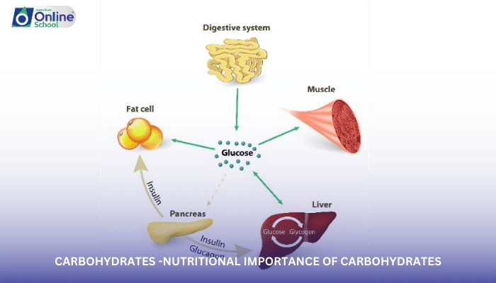 Lesson 03: Carbohydrates - Nutritional Importance and Role as Energy Storage
